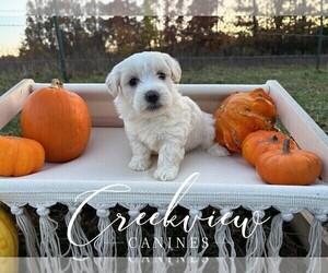 Medium Havanese