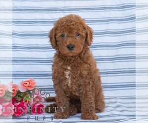Goldendoodle (Miniature) Puppy for sale in DORNSIFE, PA, USA