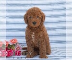 Small Goldendoodle (Miniature)