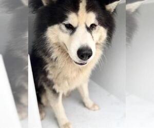 Siberian Husky Dogs for adoption in Houston, TX, USA