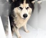 Small Siberian Husky