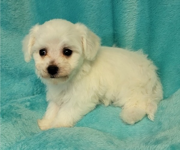 Medium Photo #4 Bichon Frise Puppy For Sale in Shelbyville, IN, USA
