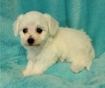 Small Photo #4 Bichon Frise Puppy For Sale in Shelbyville, IN, USA