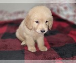 Small #3 Goldendoodle