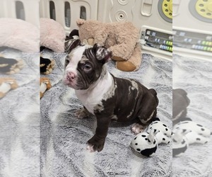 American Bully Puppy for sale in NORTH PORT, FL, USA