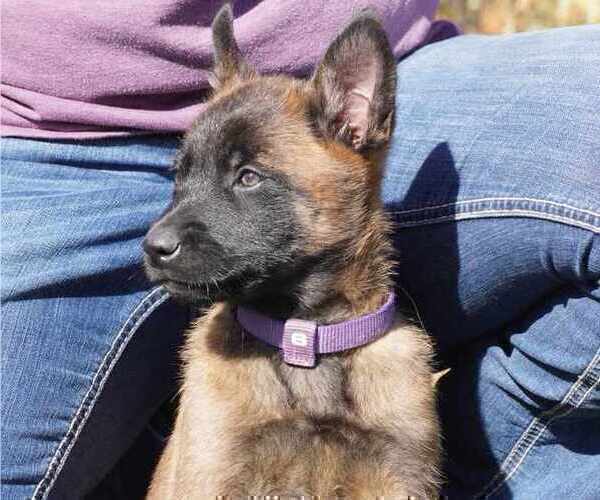 Medium Photo #1 Belgian Malinois Puppy For Sale in THAYER, MO, USA