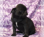 Image preview for Ad Listing. Nickname: Elvis