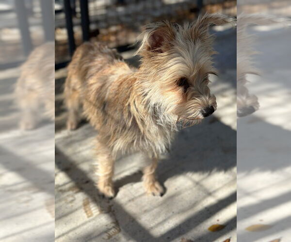 Medium Photo #3 Cairn Terrier-Unknown Mix Puppy For Sale in Oak Bluffs, MA, USA