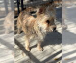 Small #2 Cairn Terrier Mix