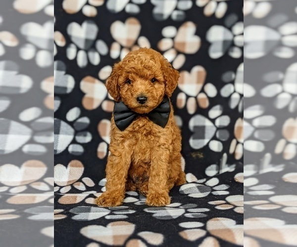 Medium Photo #3 Goldendoodle Puppy For Sale in COCHRANVILLE, PA, USA