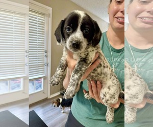 Beagle-Unknown Mix Dogs for adoption in Princeton, MN, USA