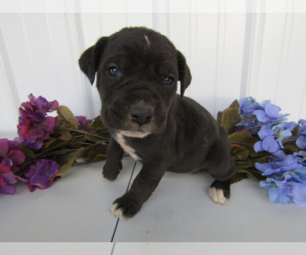 Medium Photo #21 Cane Corso Puppy For Sale in EMPIRE STATE, NY, USA