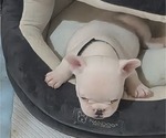 Small #5 French Bulldog