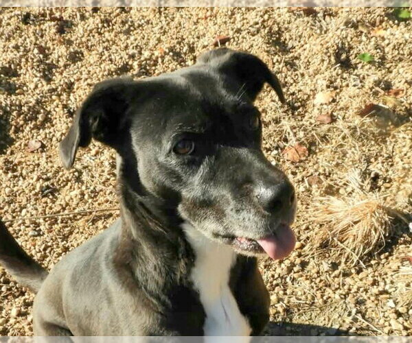 Medium Photo #1 Feist Terrier-Labrador Retriever Mix Puppy For Sale in Anniston, AL, USA