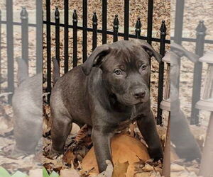 Labrador Retriever-Staffordshire Bull Terrier Mix Dogs for adoption in Pottstown, PA, USA
