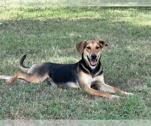 Greater Swiss Mountain Dog Dogs for adoption in San Antonio, TX, USA