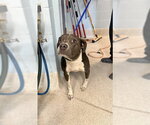 Small American Staffordshire Terrier Mix