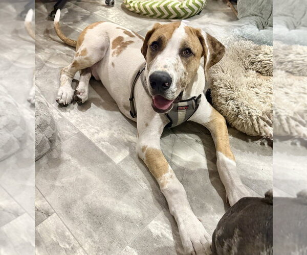 Medium Photo #1 Great Dane-Unknown Mix Puppy For Sale in OKLAHOMA CITY, OK, USA