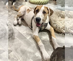 Great Dane-Unknown Mix Dogs for adoption in OKLAHOMA CITY, OK, USA