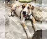Burrito - Male Great Dane-Unknown Mix Dog for Adoption - Small photo