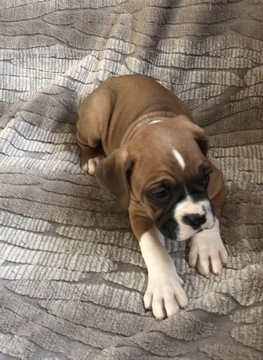 Medium Photo #10 Boxer Puppy For Sale in APPLE CREEK, OH, USA