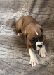 Small Photo #10 Boxer Puppy For Sale in APPLE CREEK, OH, USA