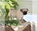 Puppy 3 Pug