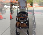 Small #4 Dachshund