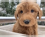 Small #2 Goldendoodle Mix
