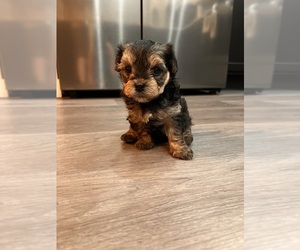 Maltipoo-Yorkshire Terrier Mix Puppy for sale in MIDDLETON, ID, USA