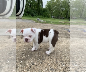 Bulldog Puppy for sale in BALDWIN, NY, USA