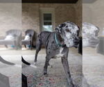 Small #10 Great Dane