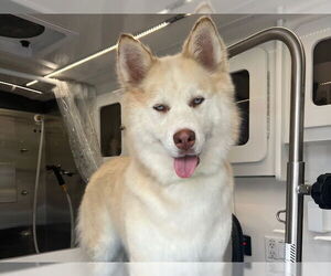 Samoyed-Siberian Husky Mix Dogs for adoption in Santa Cruz, CA, USA