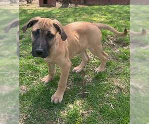 Boxador Dogs for adoption in pomfret, CT, USA