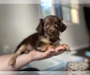 Chihuahua-Unknown Mix Dogs for adoption in Bellevue, WA, USA