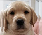 Small #13 Labrador Retriever