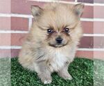 Small #5 Pomeranian