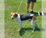 Small Beagle Mix