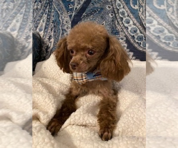 Medium Photo #1 Poodle (Toy) Puppy For Sale in TOPEKA, KS, USA