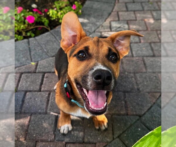 Medium Photo #5 Mutt Puppy For Sale in San Juan Capistrano, CA, USA