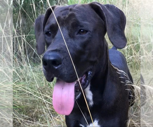 Dogo Argentino-Vizsla Mix Dog for Adoption in WILLAMINA, Oregon USA