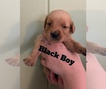 Small #9 Golden Retriever