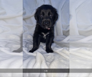 Golden Shepherd Puppy for sale in LINCOLNWOOD, IL, USA