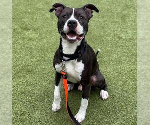American Pit Bull Terrier Dogs for adoption in Edmond, OK, USA
