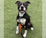 Small American Pit Bull Terrier