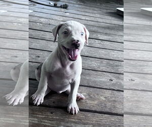 Mutt Dogs for adoption in Farmerville, LA, USA