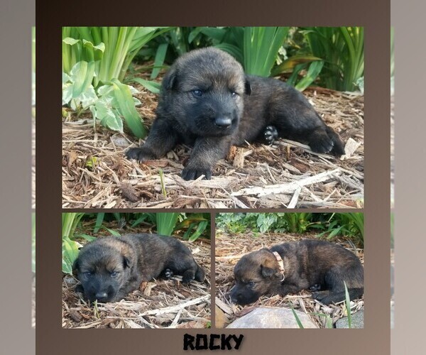 Medium Photo #2 German Shepherd Dog Puppy For Sale in BROOKFIELD, MO, USA