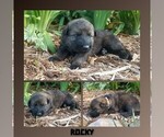 Small #1 German Shepherd Dog