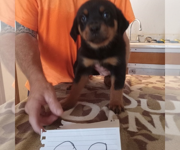 Medium Photo #1 Rottweiler Puppy For Sale in HACKETT, AR, USA