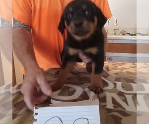 Rottweiler Puppy for sale in HACKETT, AR, USA